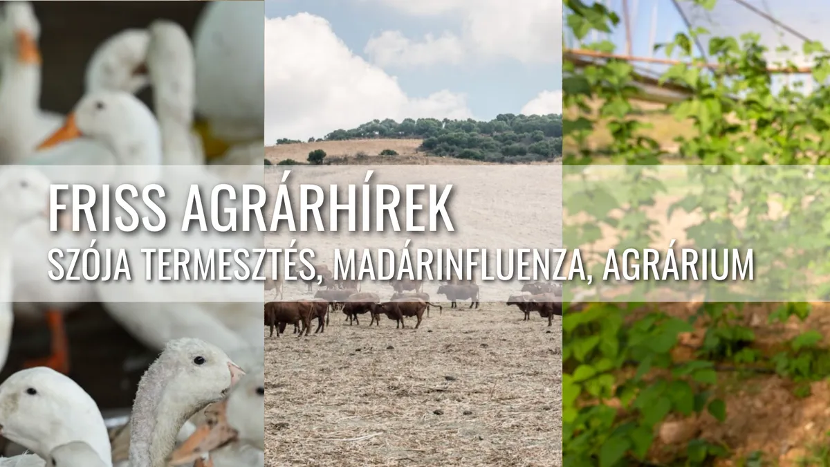 Aszály, madárinfluenza és szójapiaci átrendeződés – komoly kihívások az agráriumban