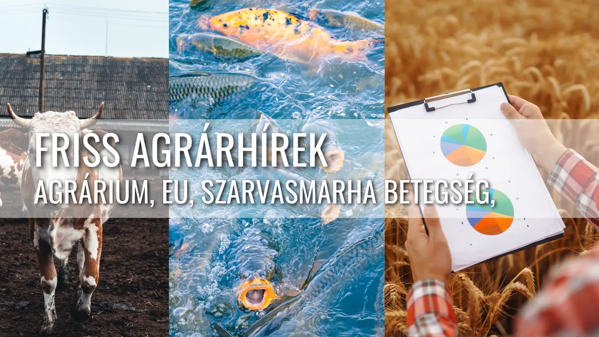 Karácsonyi halkínálat, francia marhavész elleni harc és az EU agrárium jövője