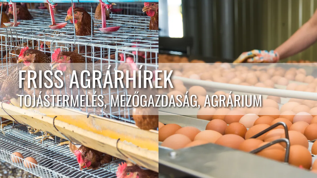 Kínai óriásberuházások a tojásszektorban és piaci feszültségek Nagy-Britanniában