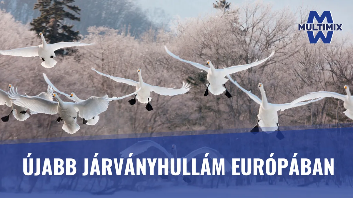 Rekordszámú madárinfluenza-esetet mértek Európában: veszélyben a baromfiállományok