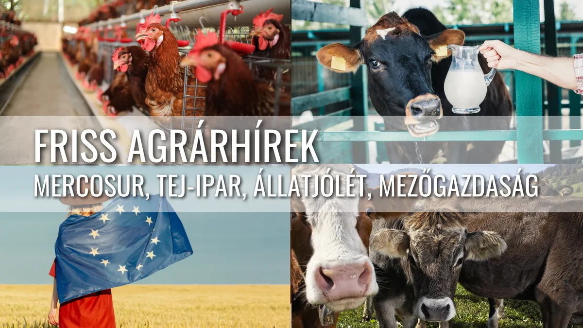 Tiltakozás a Mercosur-alku ellen, tejpiaci válság és globális állattenyésztési hírek