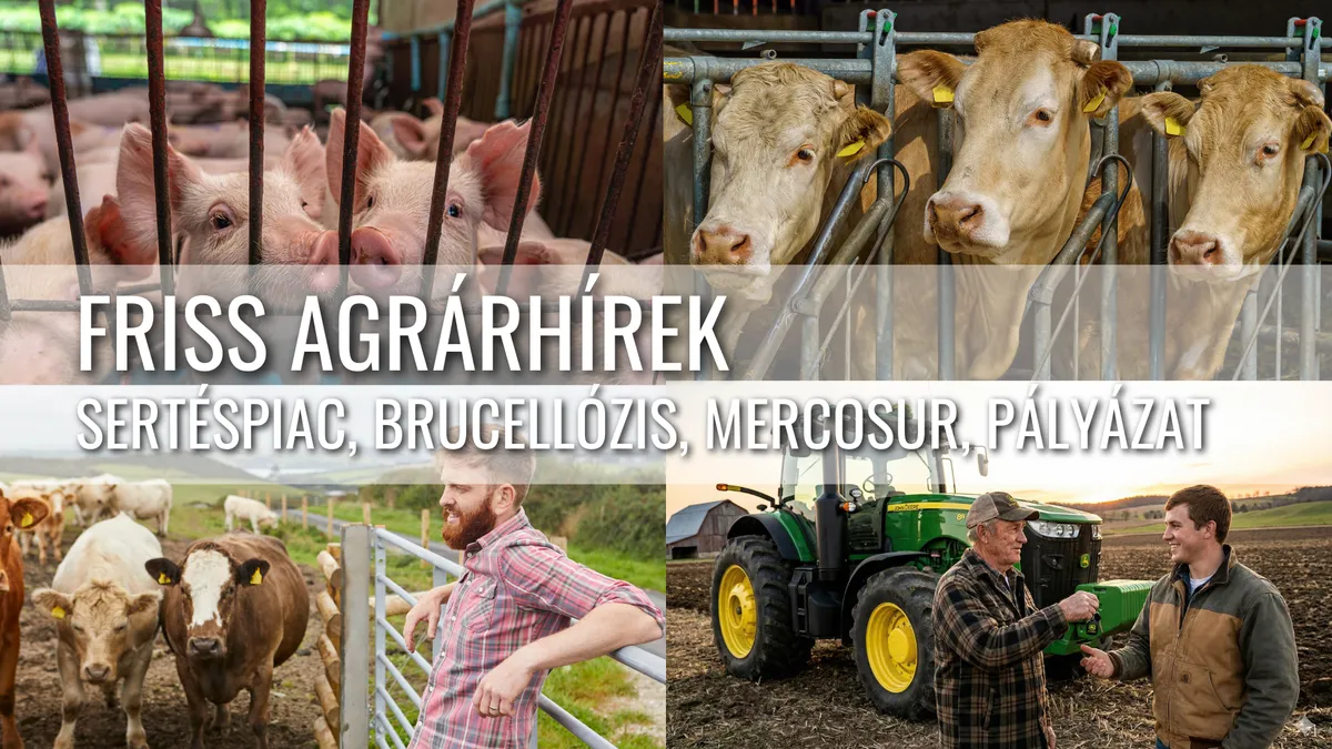 Fiatal gazdák pályázata, hazai sertéspiaci körkép és fontos állategészségügyi mérföldkő