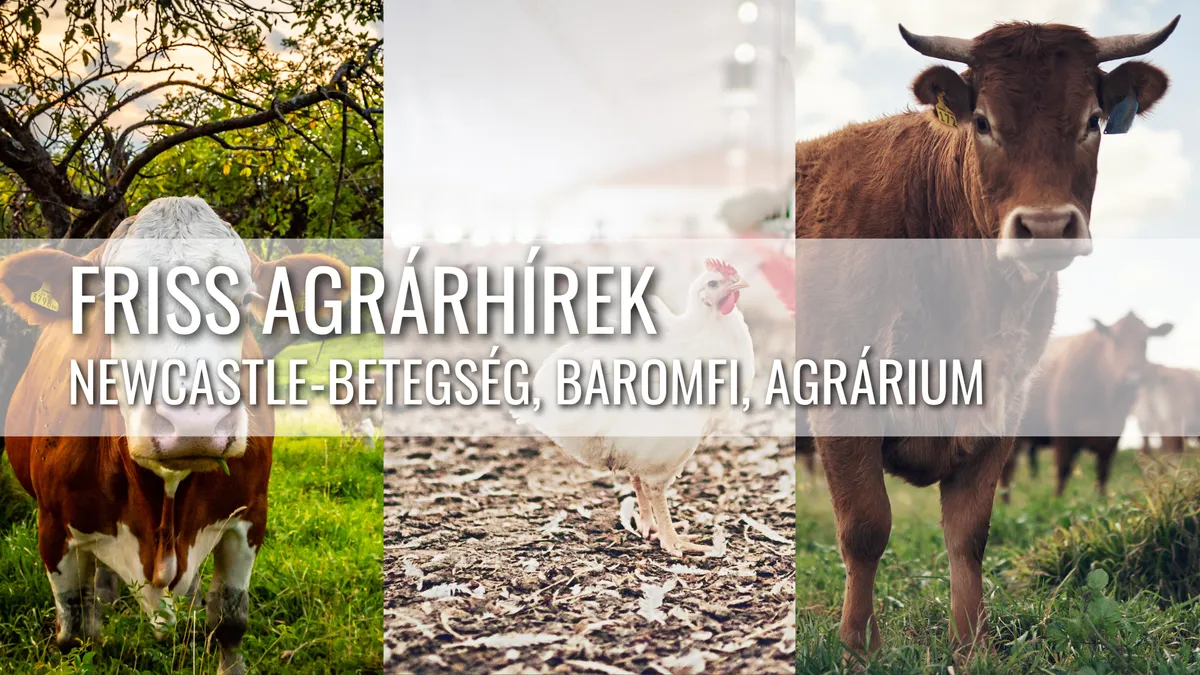 Kényszervágások Bajorországban és a német gazdaságok jövője