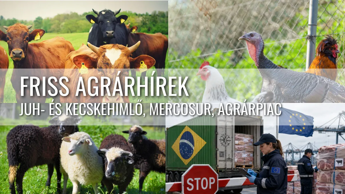 Dráguló húsárak, brazil hústiltás és romániai juhhimlő alakítja a hazai agrárpiacot